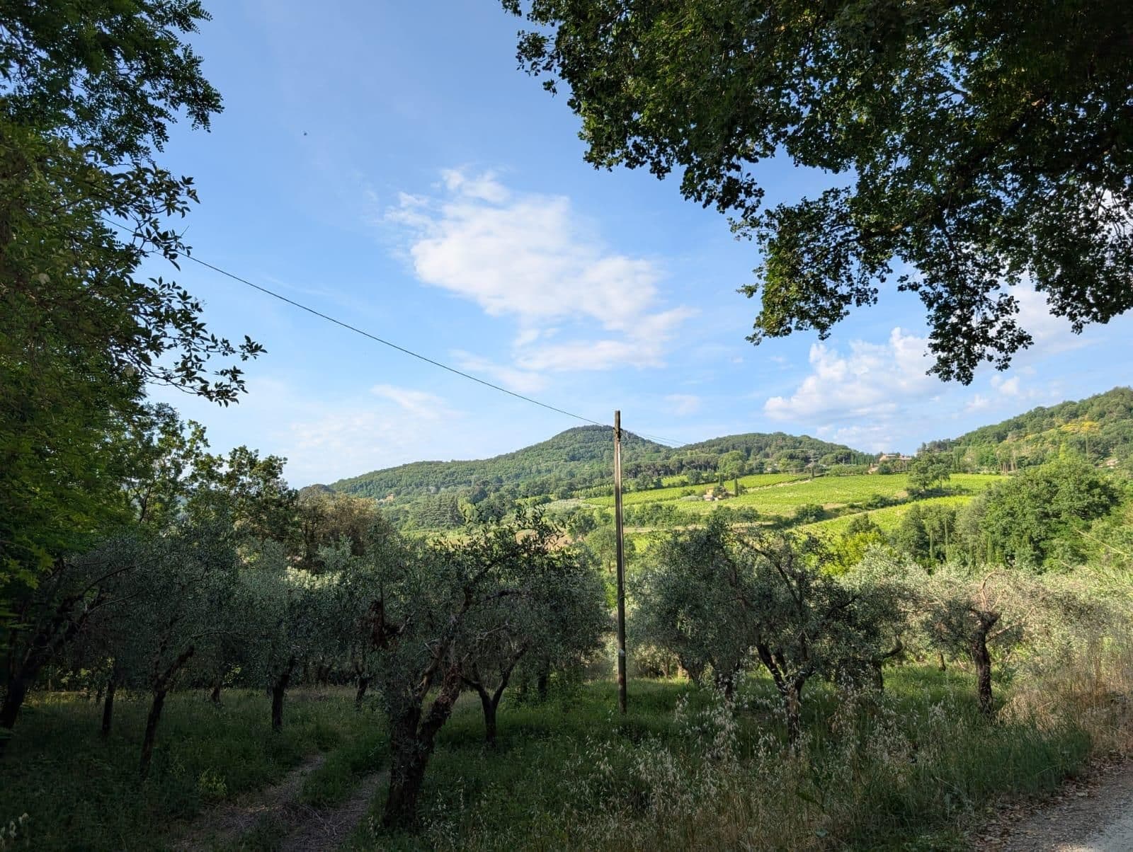 Montepulicano 🍷