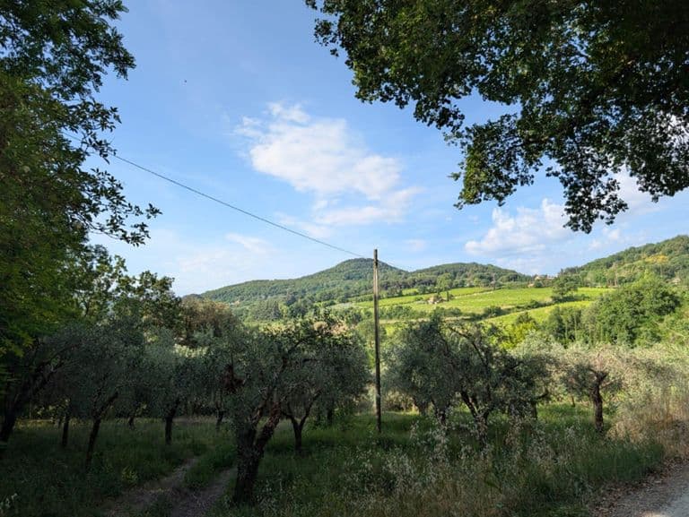 Montepulicano 🍷