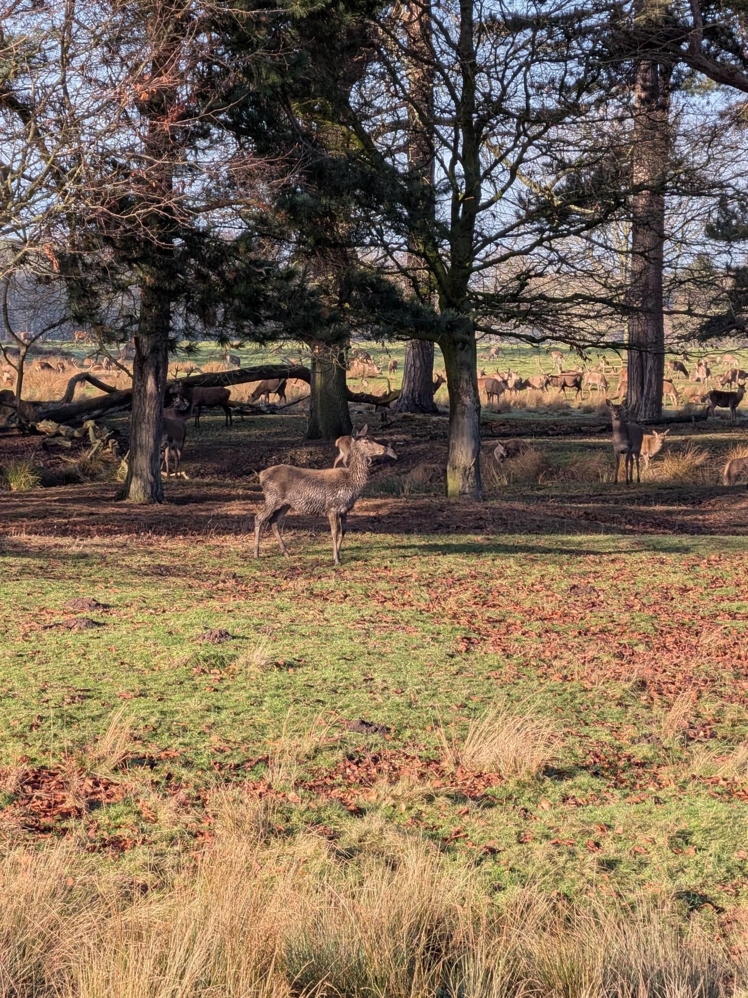 Lunch Walk